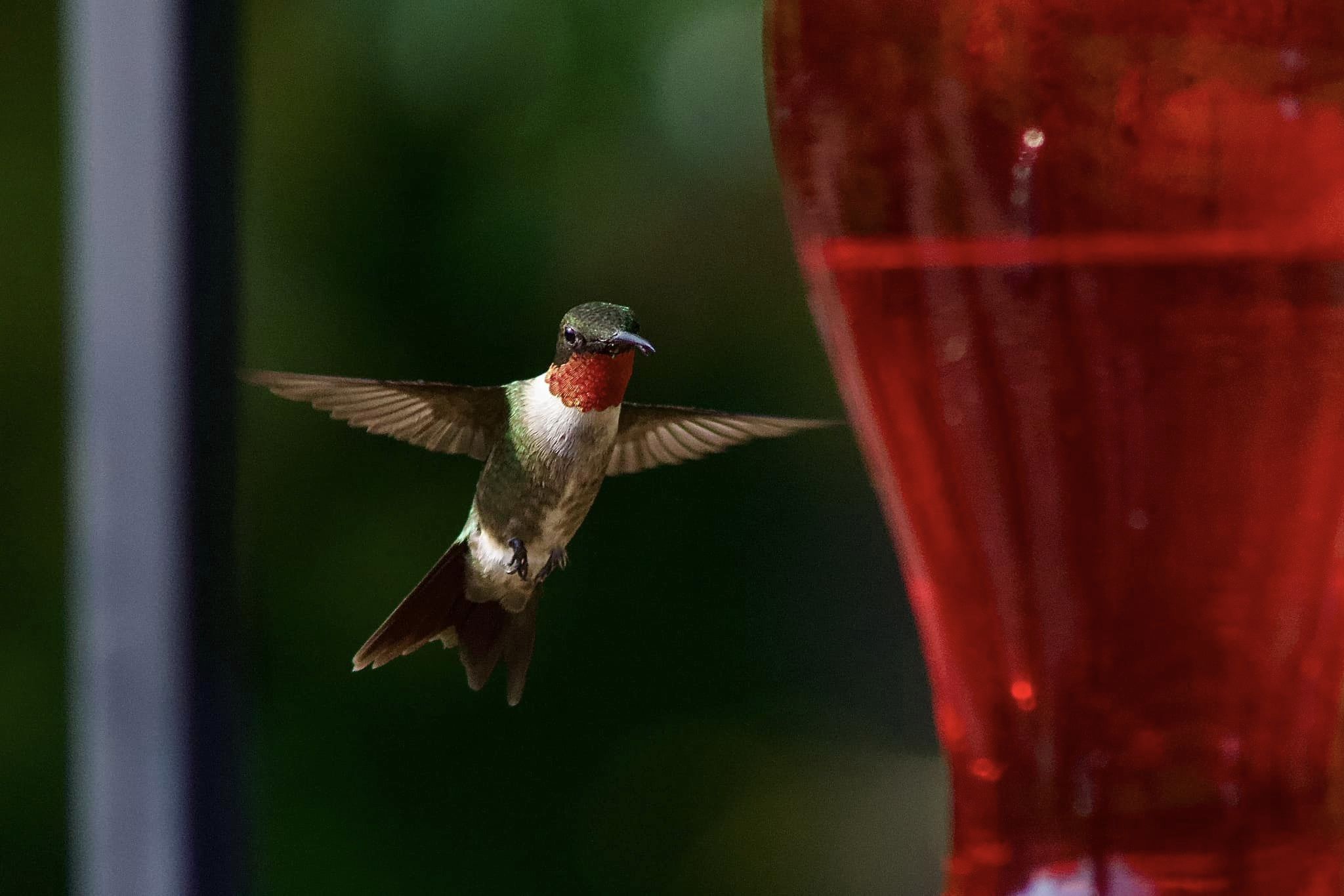 Ruby-throated hummingbird